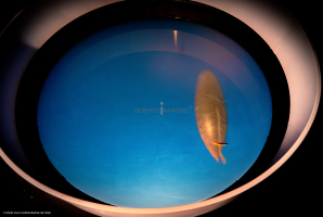 Dispositif Réalité Virtuelle Poissons_M2_0359
