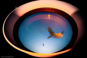 Dispositif Réalité Virtuelle Poissons_M2_0339
