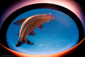 Dispositif Réalité Virtuelle Poissons_M2_0771