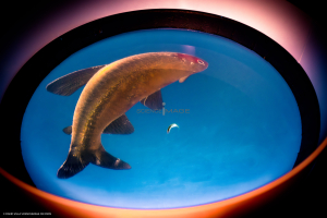 Dispositif Réalité Virtuelle Poissons_M2_0782