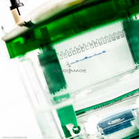 Electrophorèse_G2298