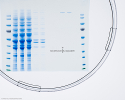 Electrophorèse_G2950