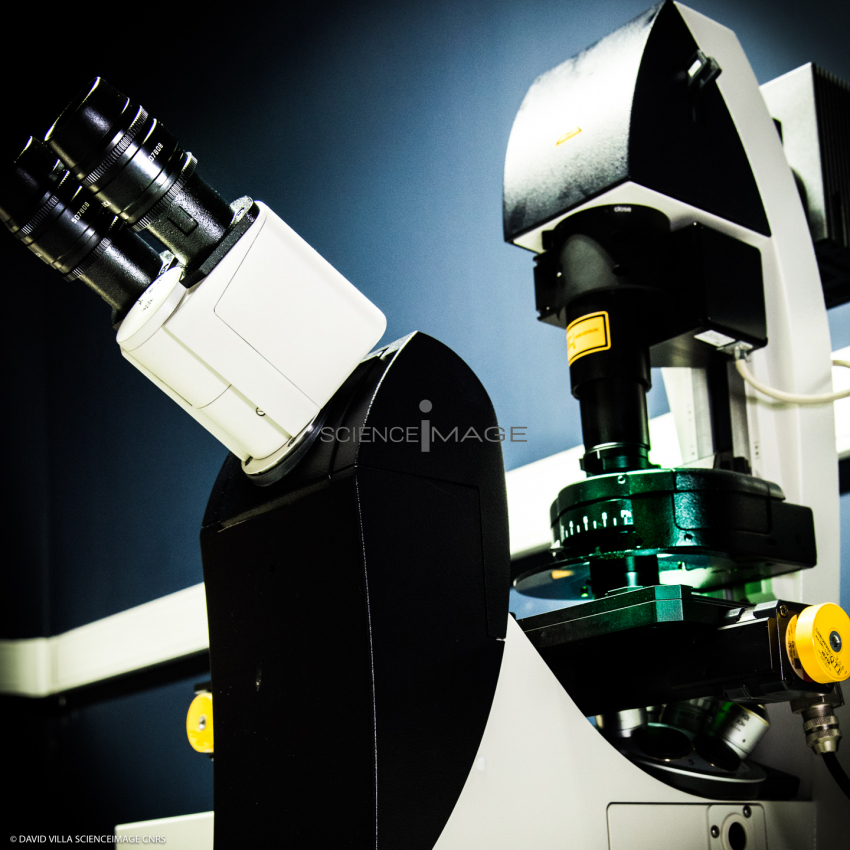Microscopie Confocal_I3041