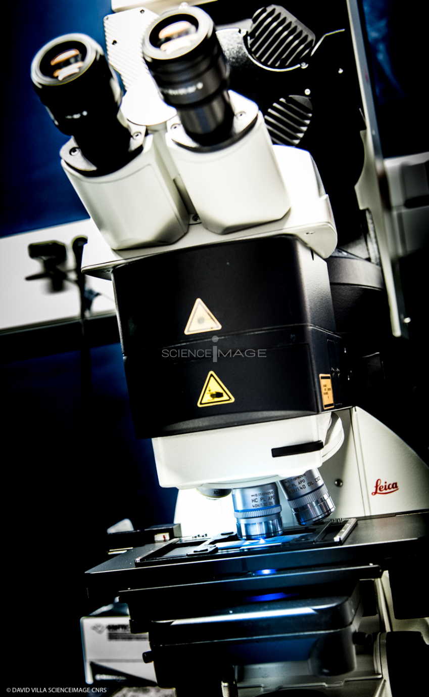 Microscopie Confocal_I3082