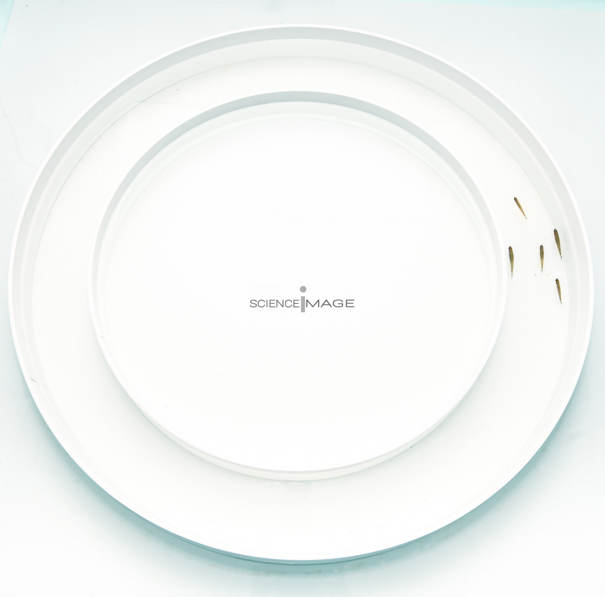Comportemental Poissons_I2141