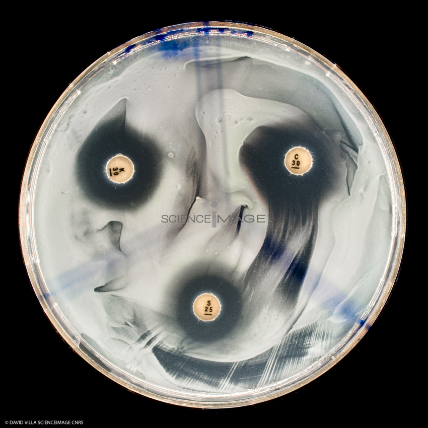 Culture Cellulaire_H6011