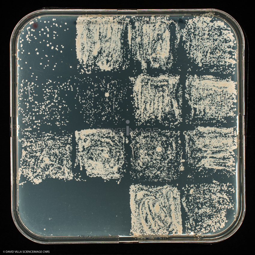 Culture Cellulaire_H6611