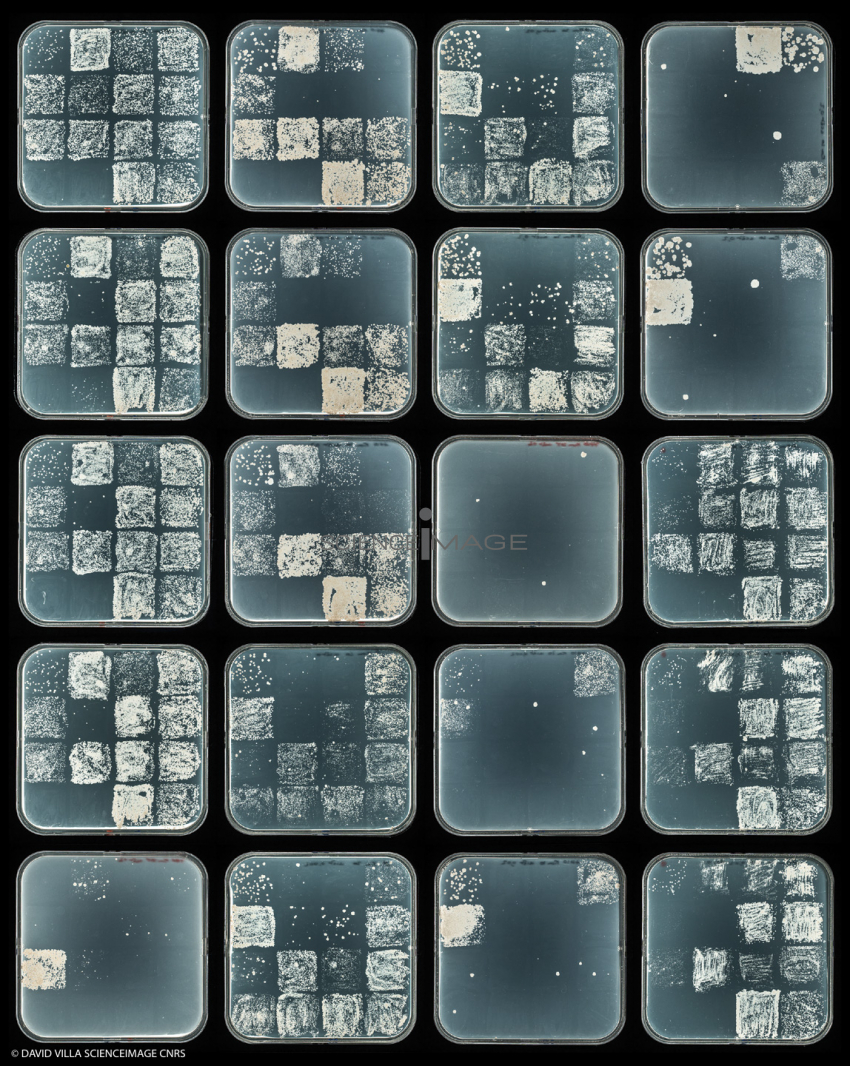 Culture Cellulaire_H6586-6605