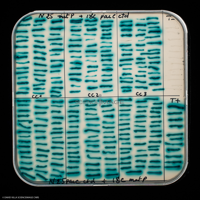 Culture Cellulaire_H7712