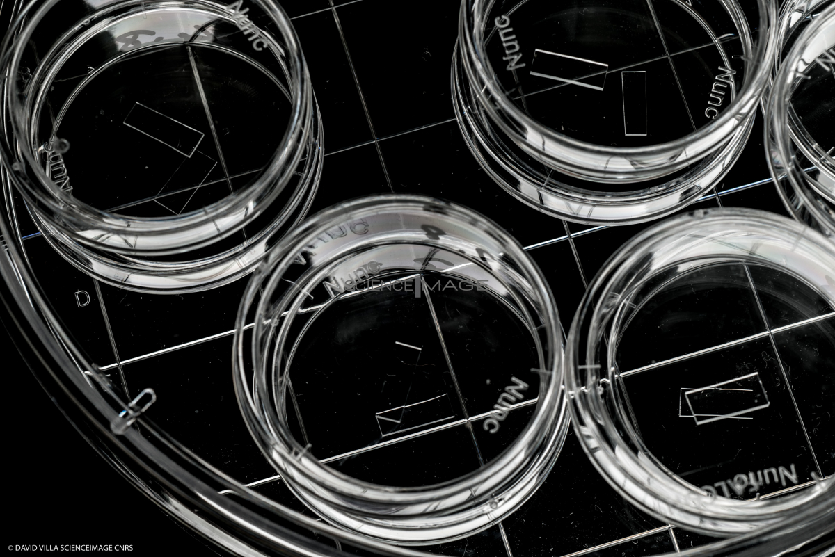 Wafer Silicium_H3558