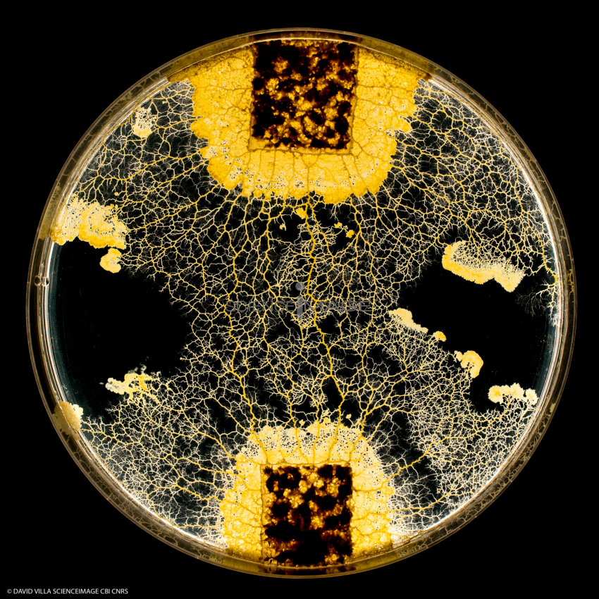 Le Blob_Myxomycète_H8060