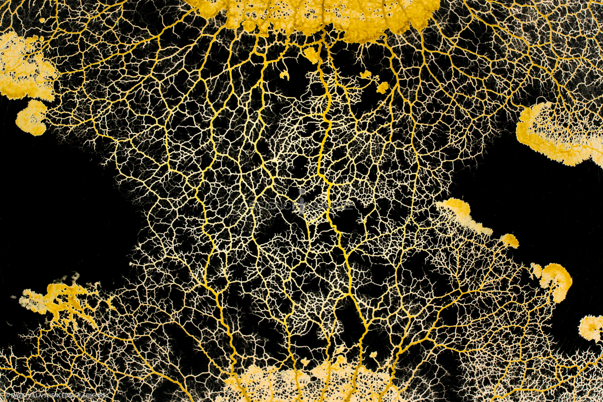 Le Blob_Myxomycète_H8063