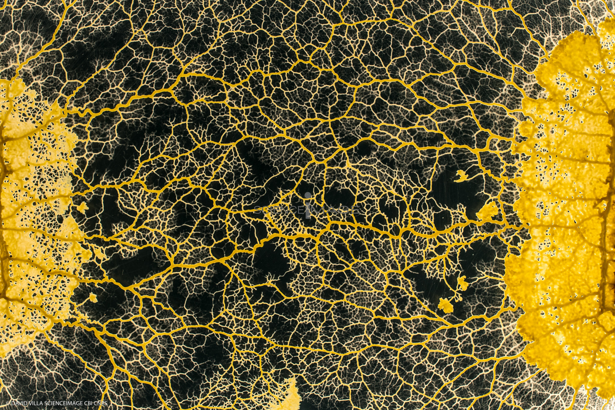 Le Blob_Myxomycète_H8069