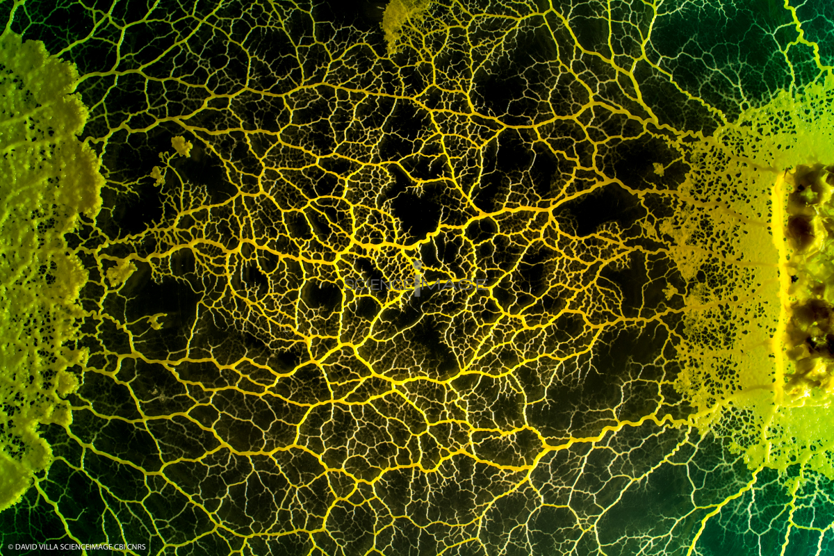 Le Blob_Myxomycète_H8083