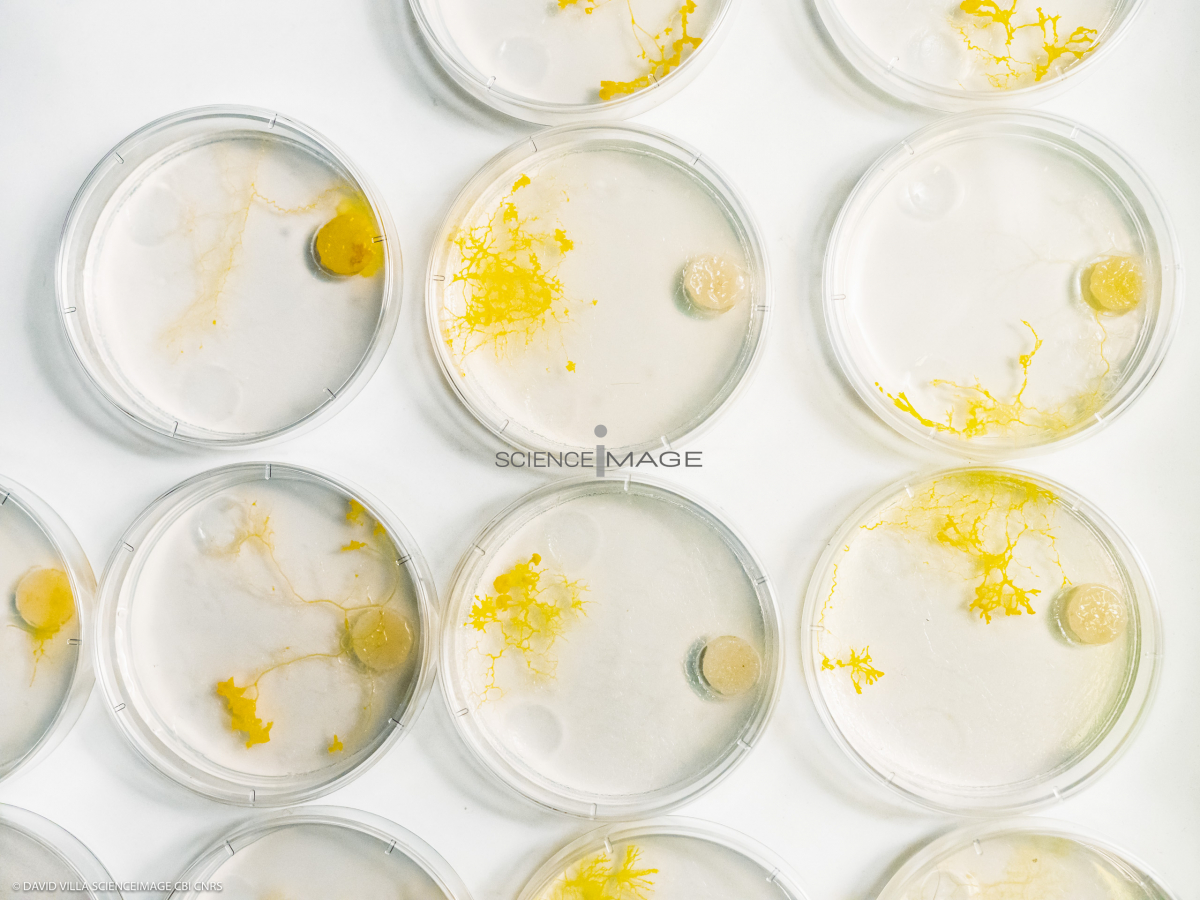 Physarum polycephalum_L4401