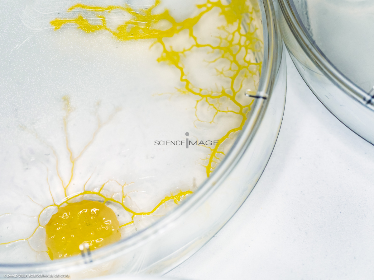 Physarum polycephalum_L4416