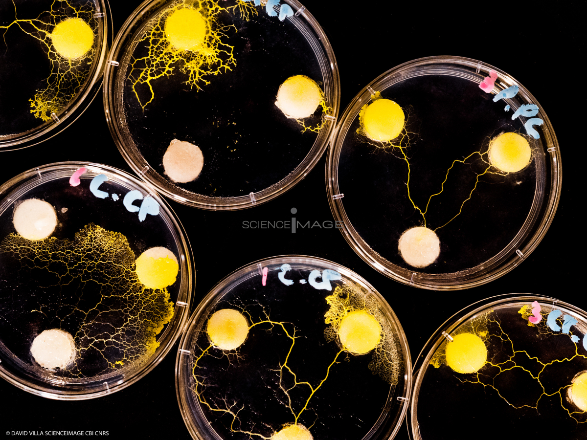 Physarum polycephalum_L4444