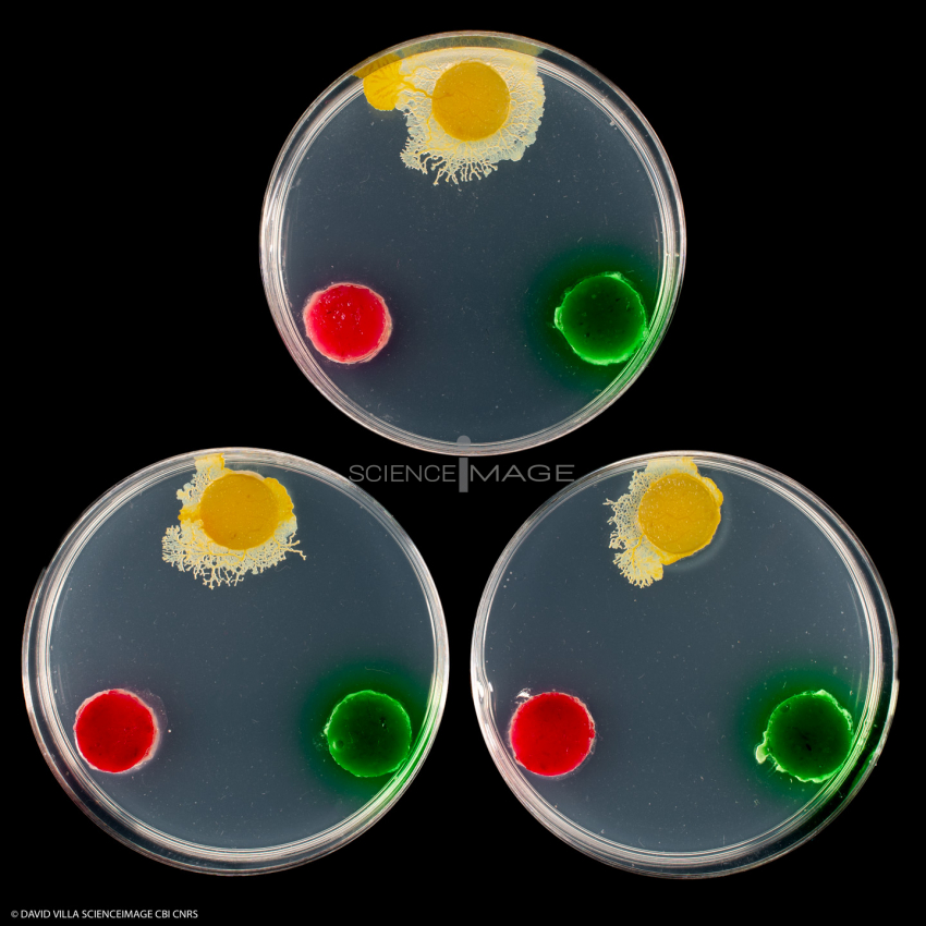 Physarum Polycephalum - le blob_H8782