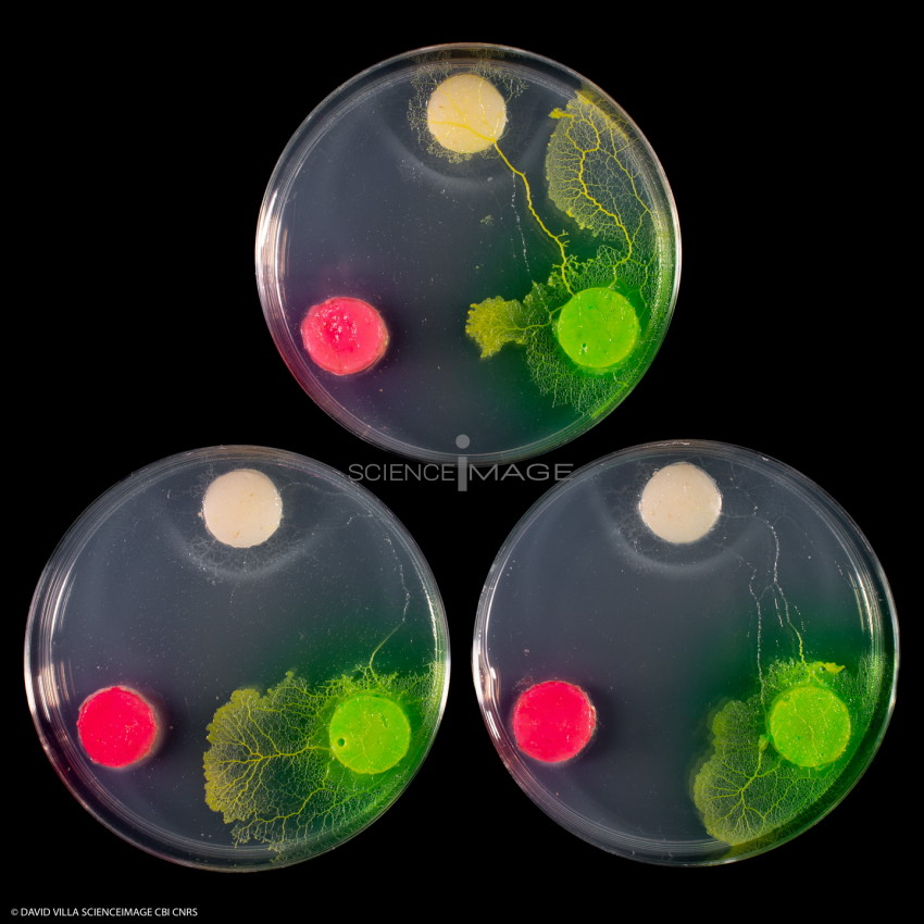 Physarum Polycephalum - le blob_H8798