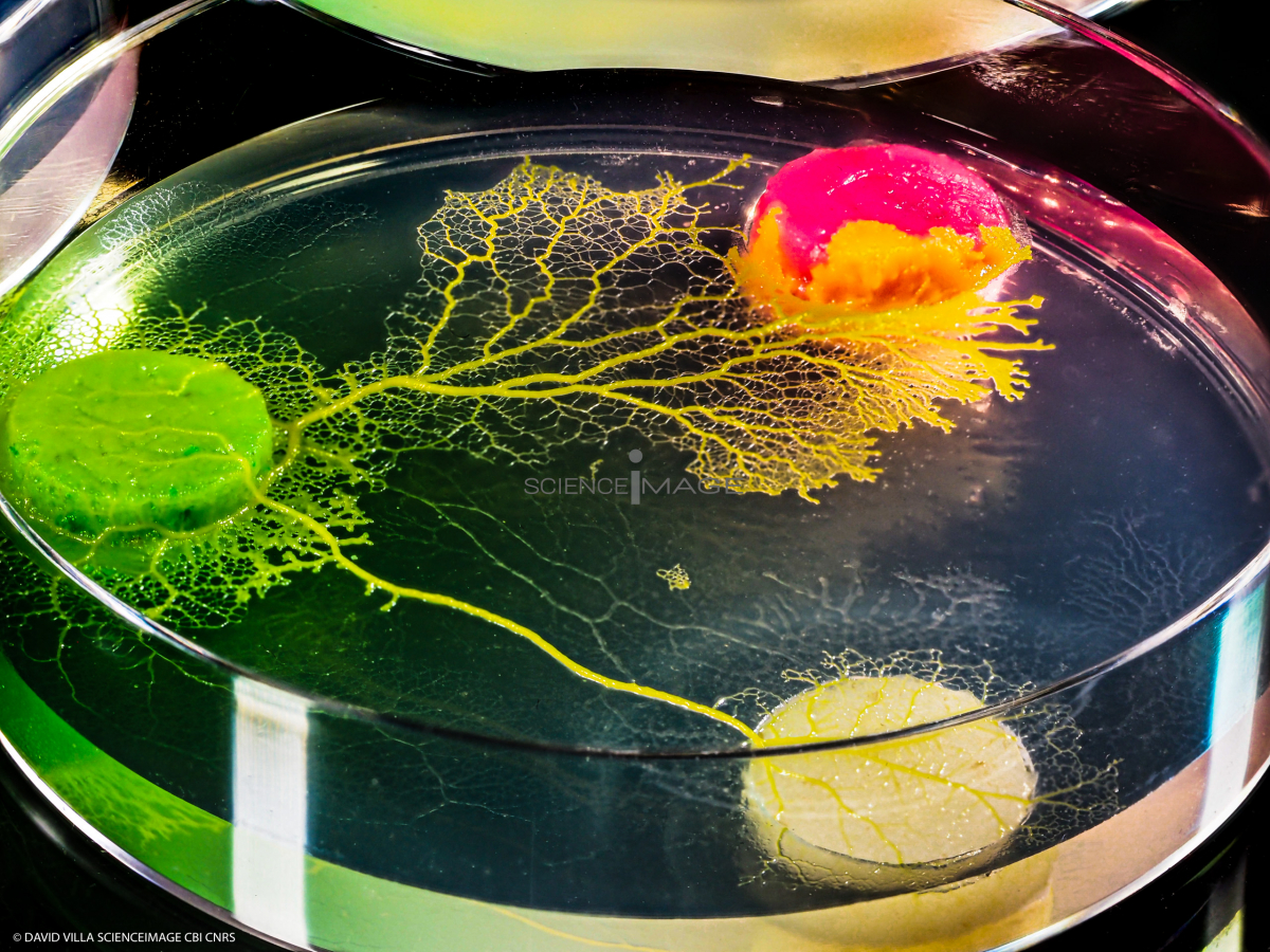 Physarum Polycephalum - le blob_L2_2756