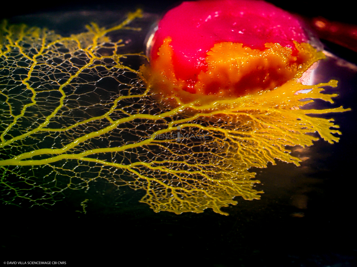 Physarum Polycephalum - le blob_L2_2709