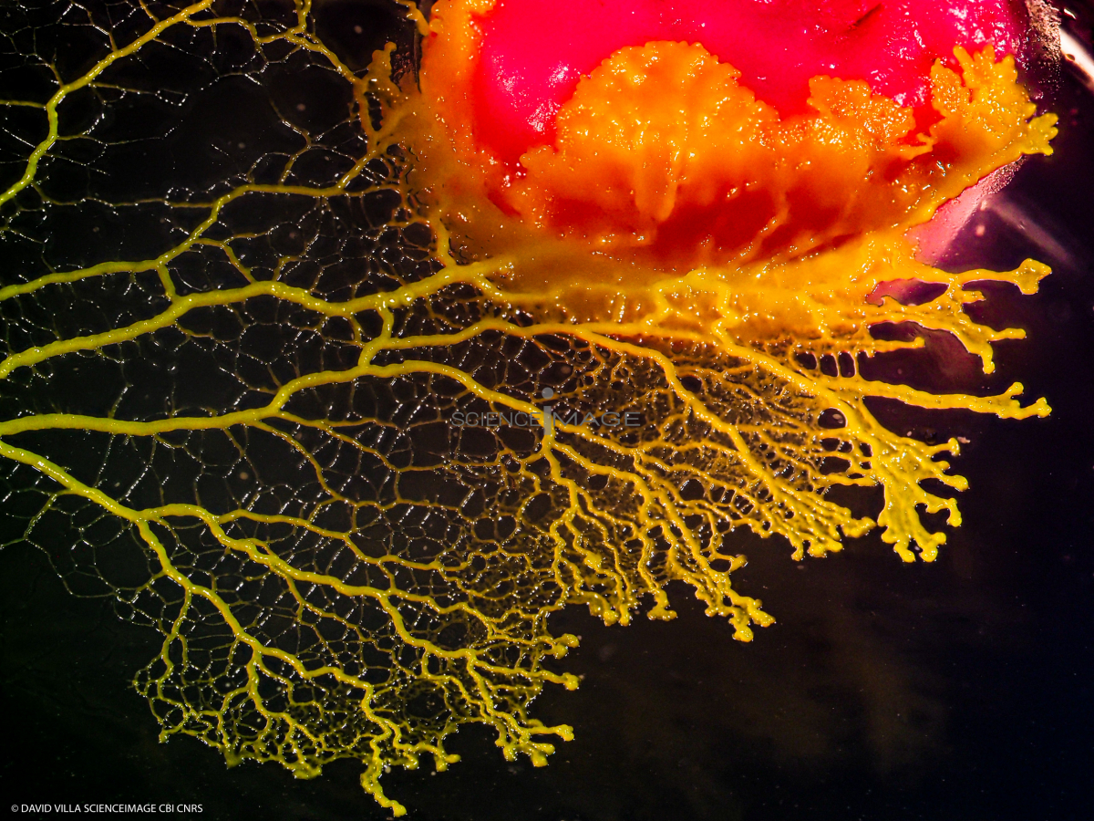 Physarum Polycephalum - le blob_L2_2814