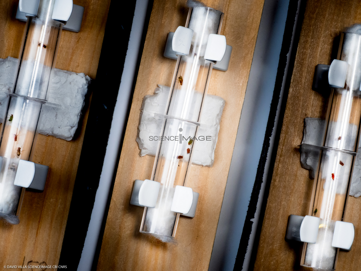 Voyeuristic flies-L2_1583