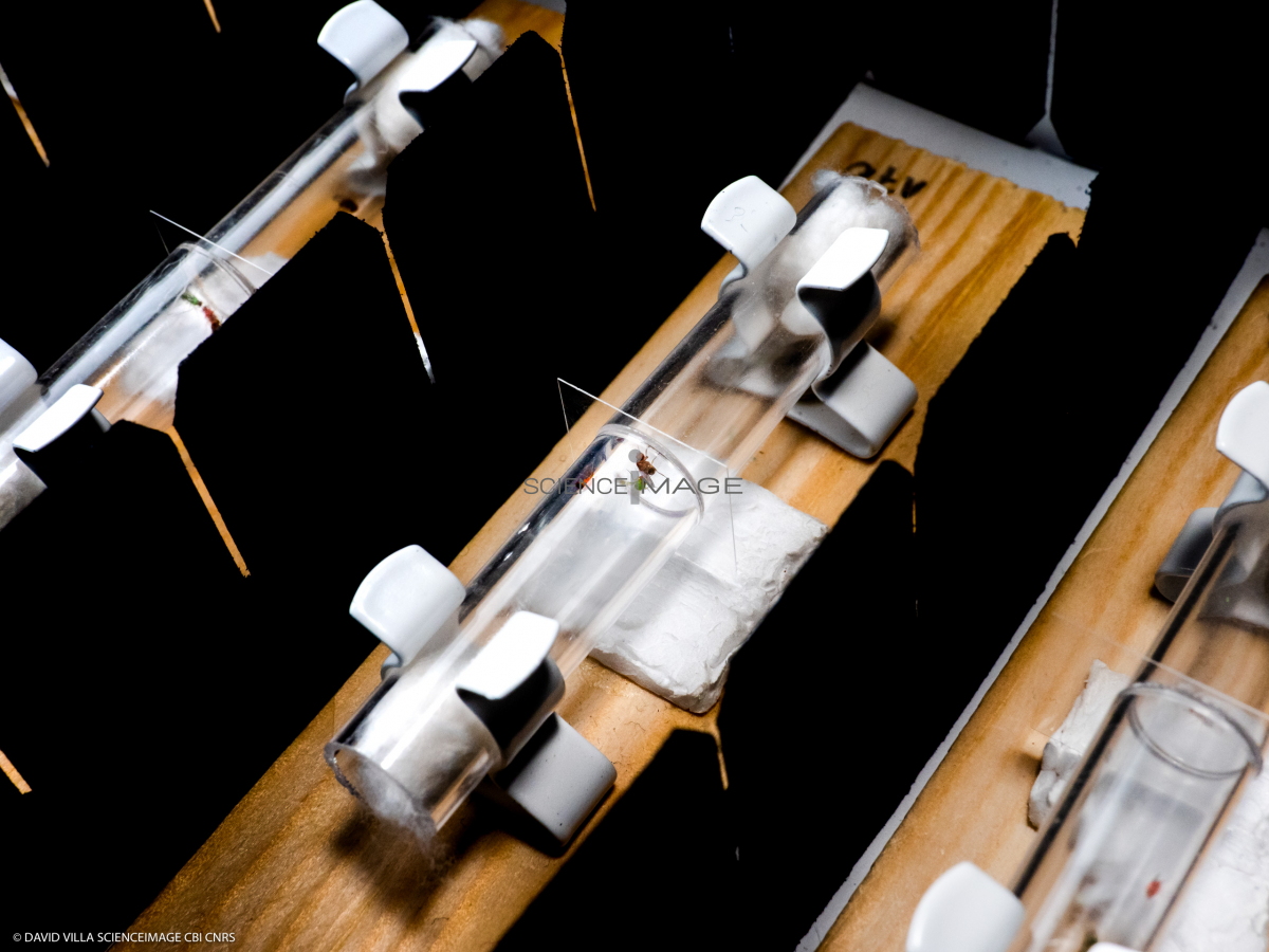 Voyeuristic flies-L2_1587