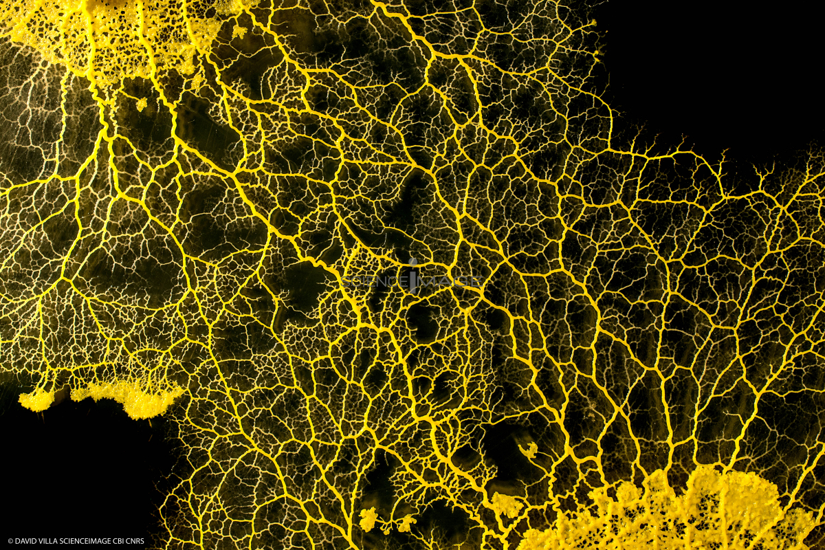 Le Blob_Myxomycète_H8072