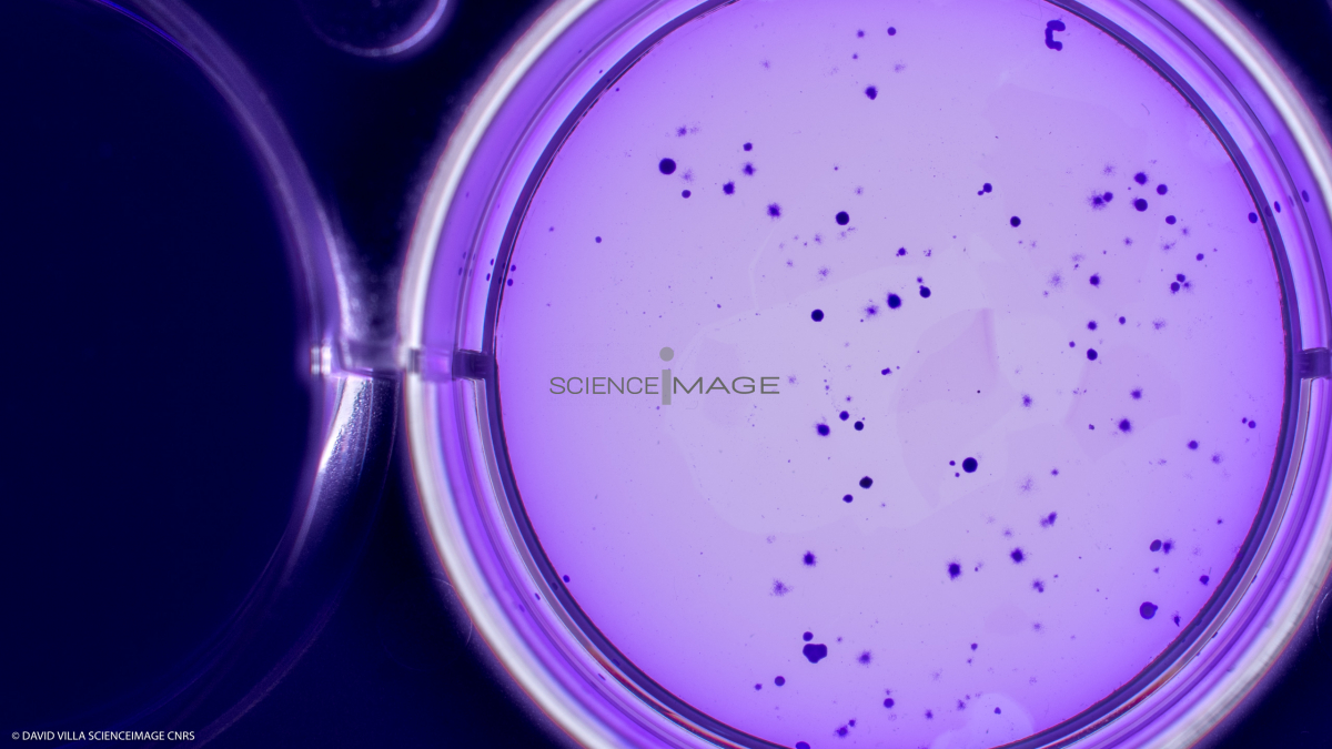 Culture Cellulaire_H2842