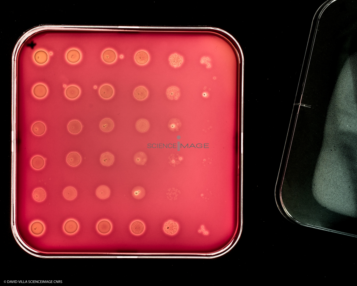 Culture Cellulaire_H3084