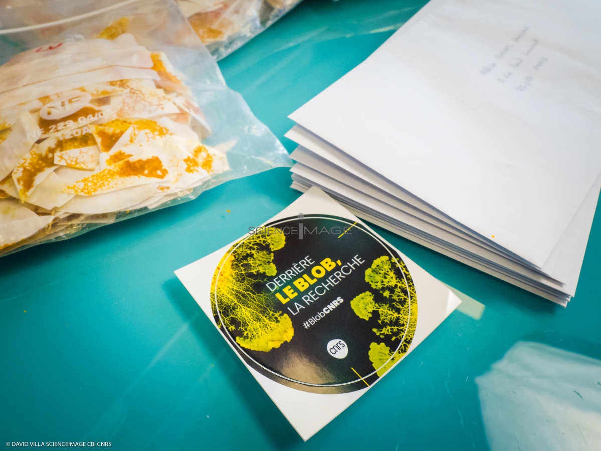 Blob_projet participatif_L4_2583