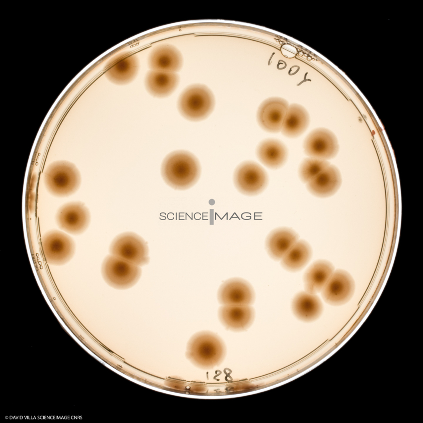 Culture Cellulaire_H3211