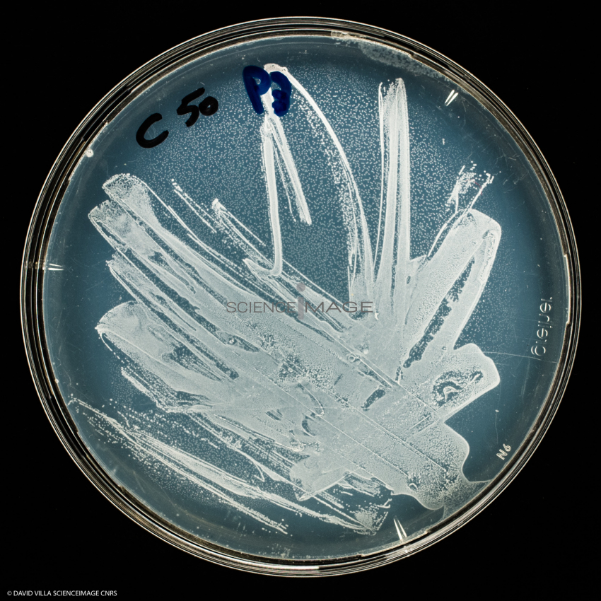 Culture Cellulaire_H3513
