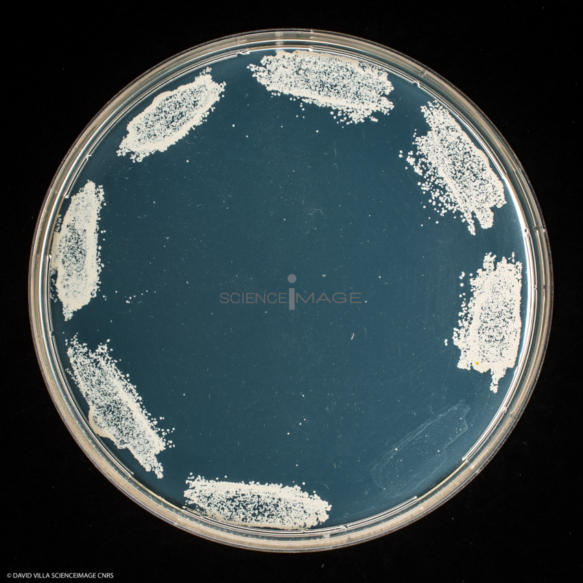 Culture Cellulaire_H3686