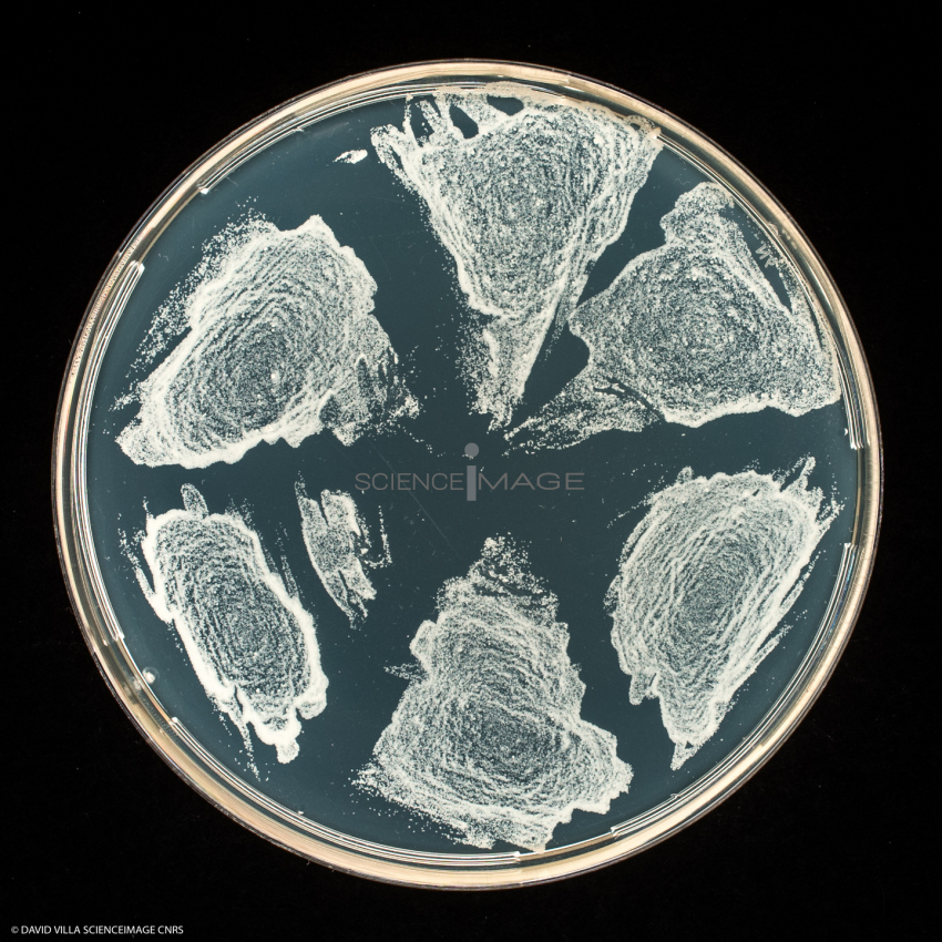 Culture Cellulaire_H3944
