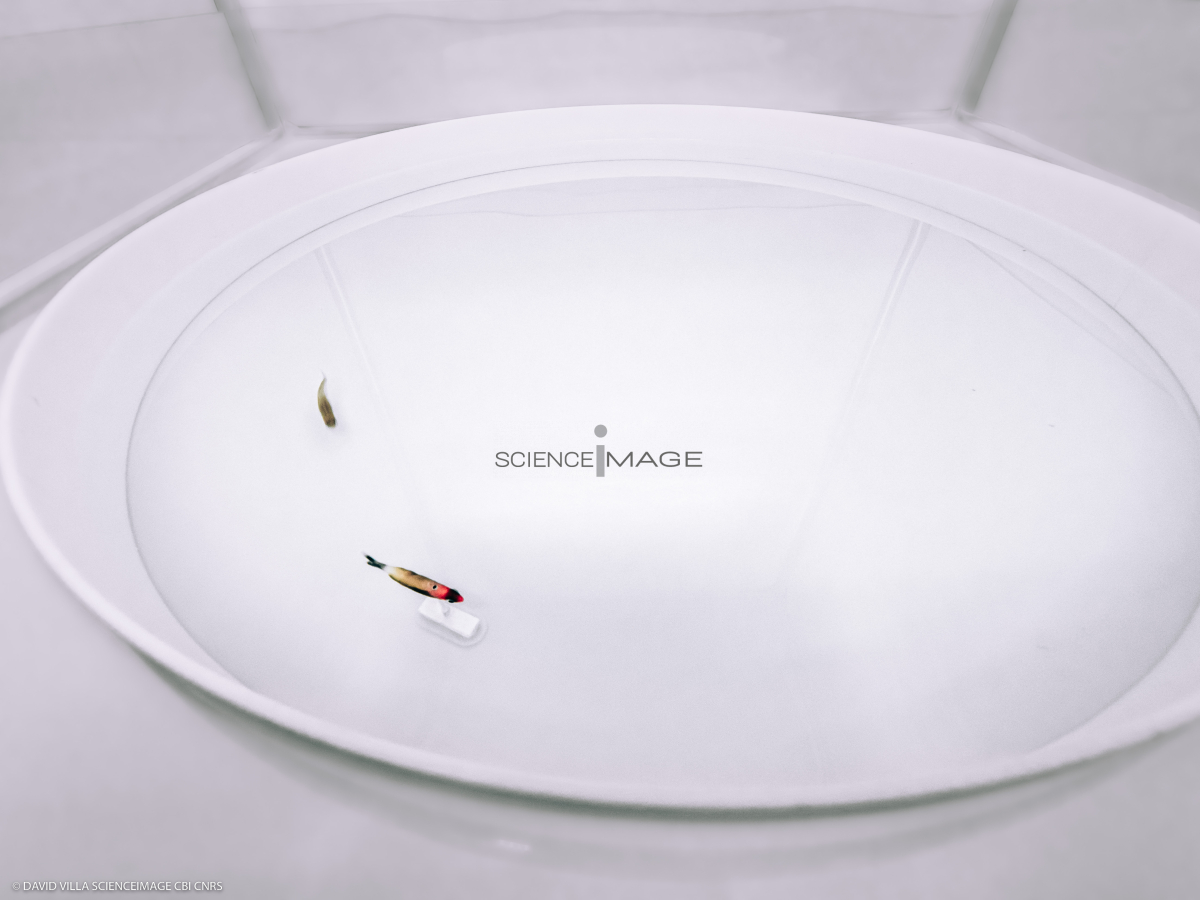 Poissons-Mécanismes comportementaux_Robotique-L4_8436