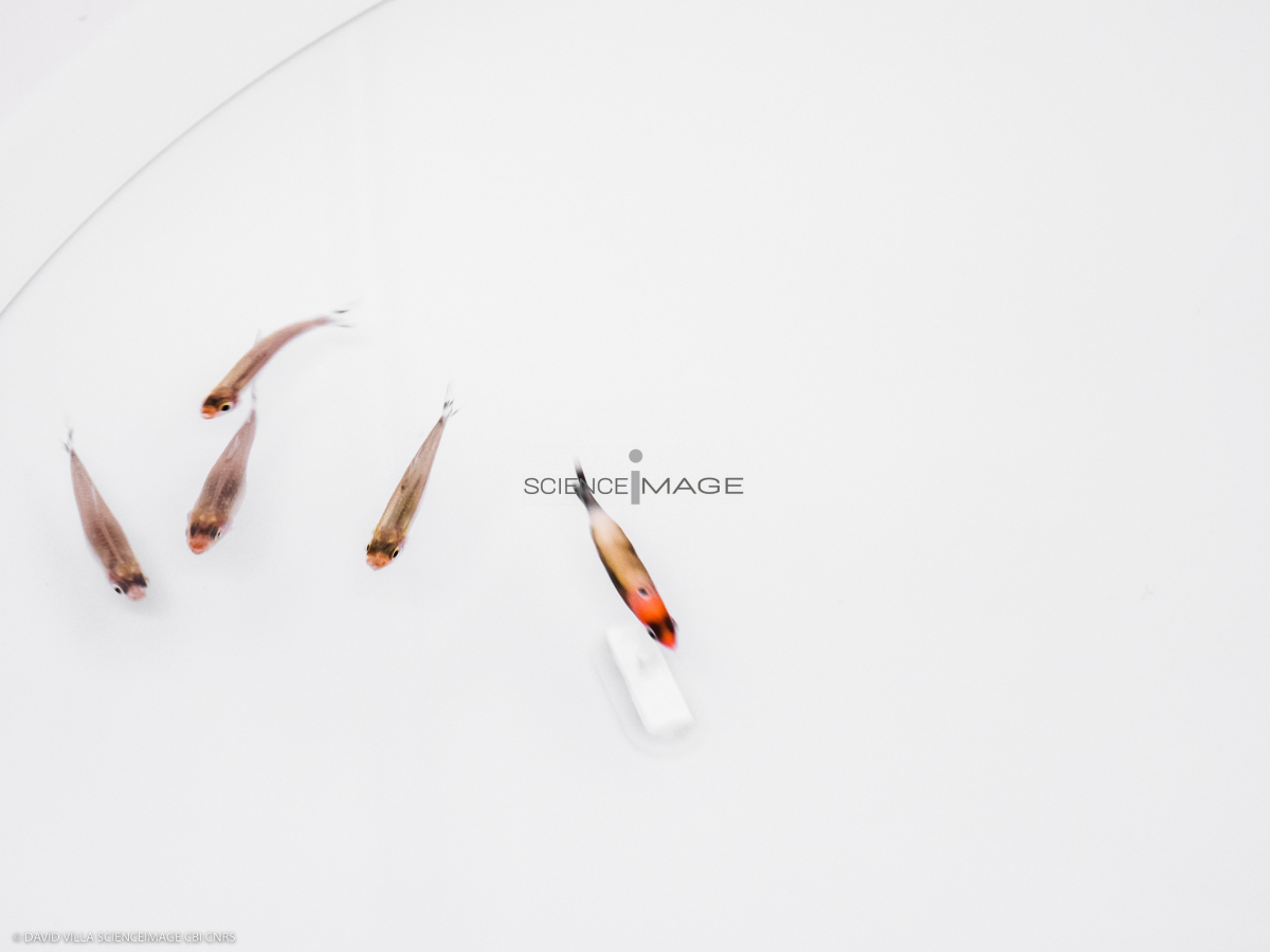 Poissons-Mécanismes comportementaux_Robotique-L4_8922