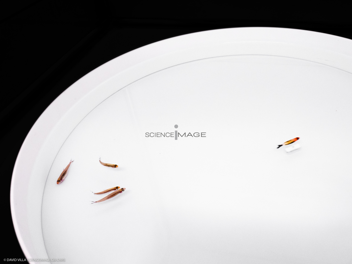 Poissons-Mécanismes comportementaux_Robotique-L4_8931