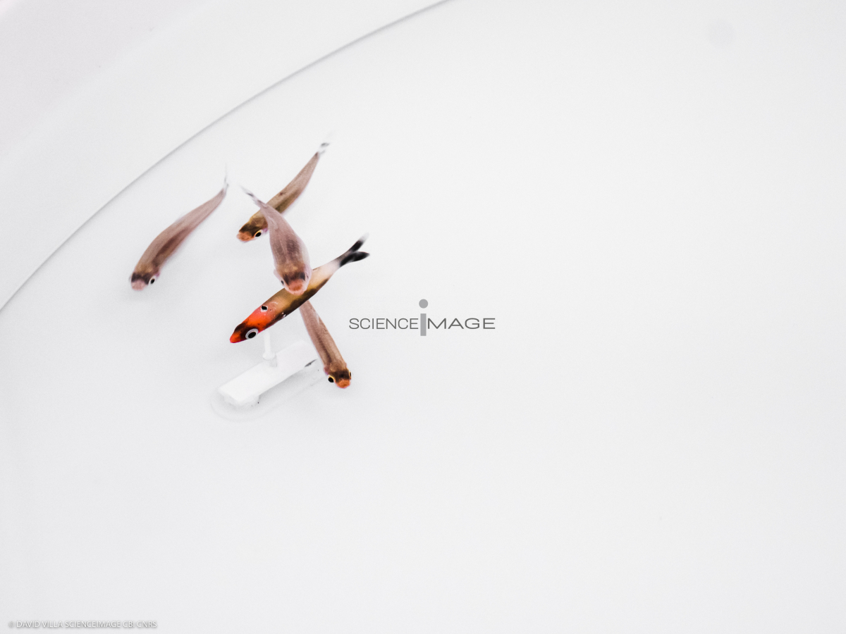 Poissons-Mécanismes comportementaux_Robotique-L4_9125