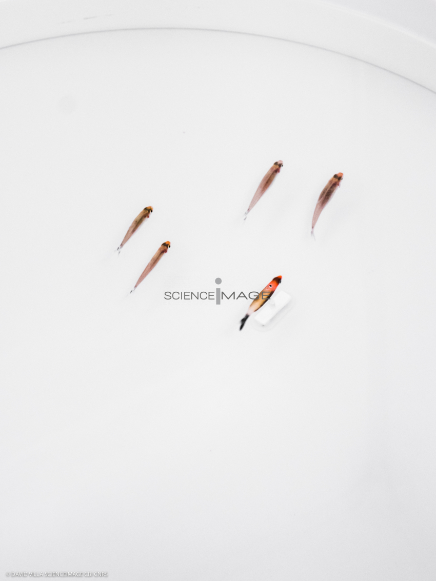 Poissons-Mécanismes comportementaux_Robotique-L4_9154