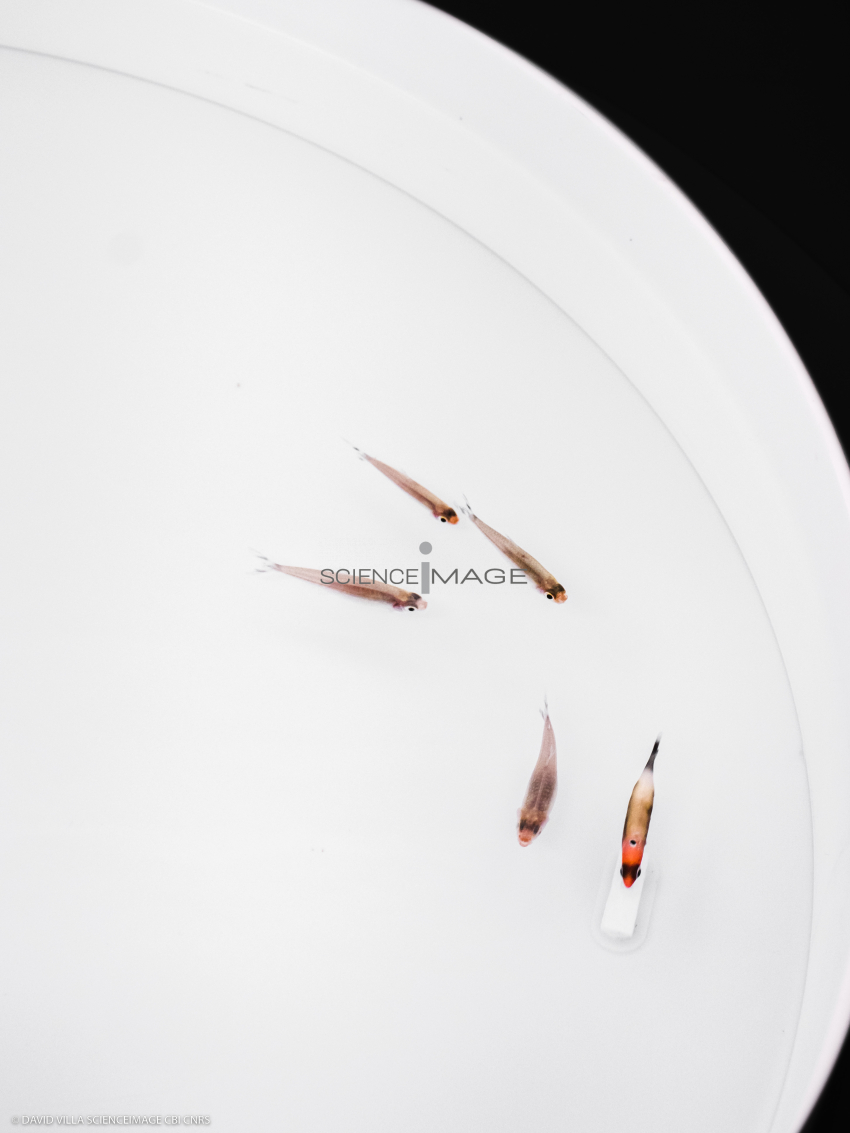 Poissons-Mécanismes comportementaux_Robotique-L4_9162