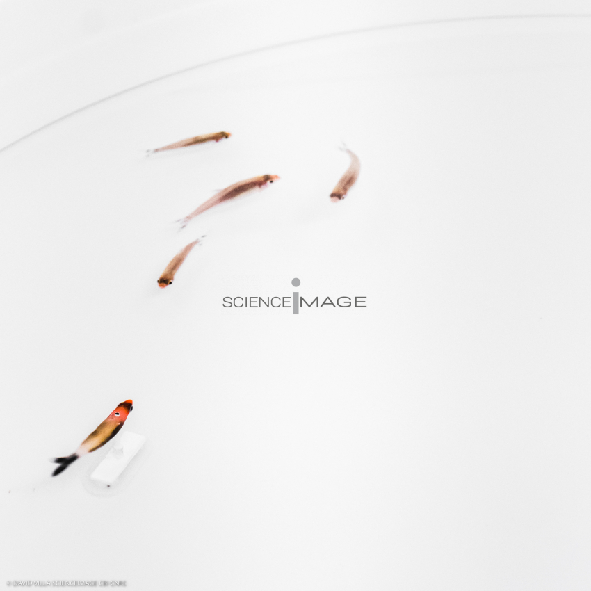 Poissons-Mécanismes comportementaux_Robotique-L4_9308
