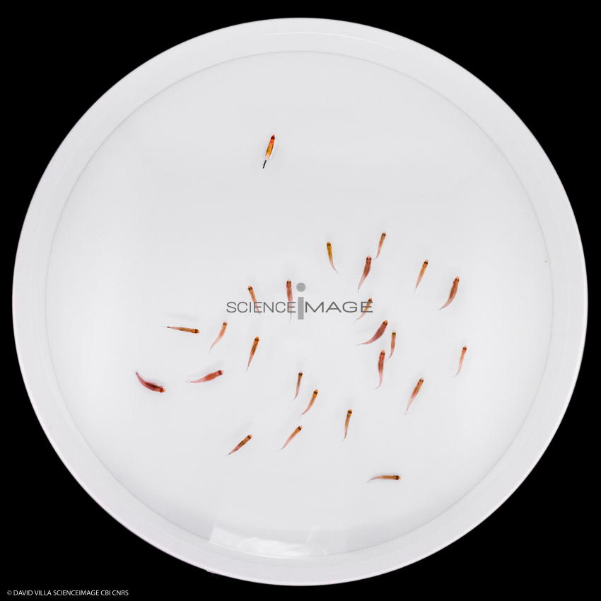 Poissons-Mécanismes comportementaux_Robotique-L4_9490