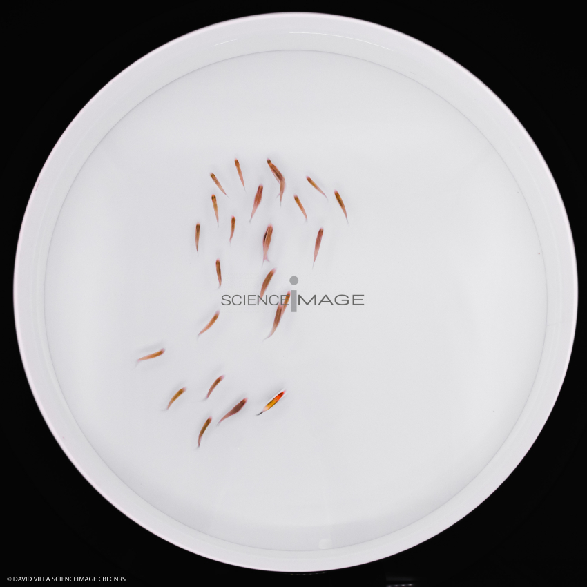 Poissons-Mécanismes comportementaux_Robotique-L4_9601