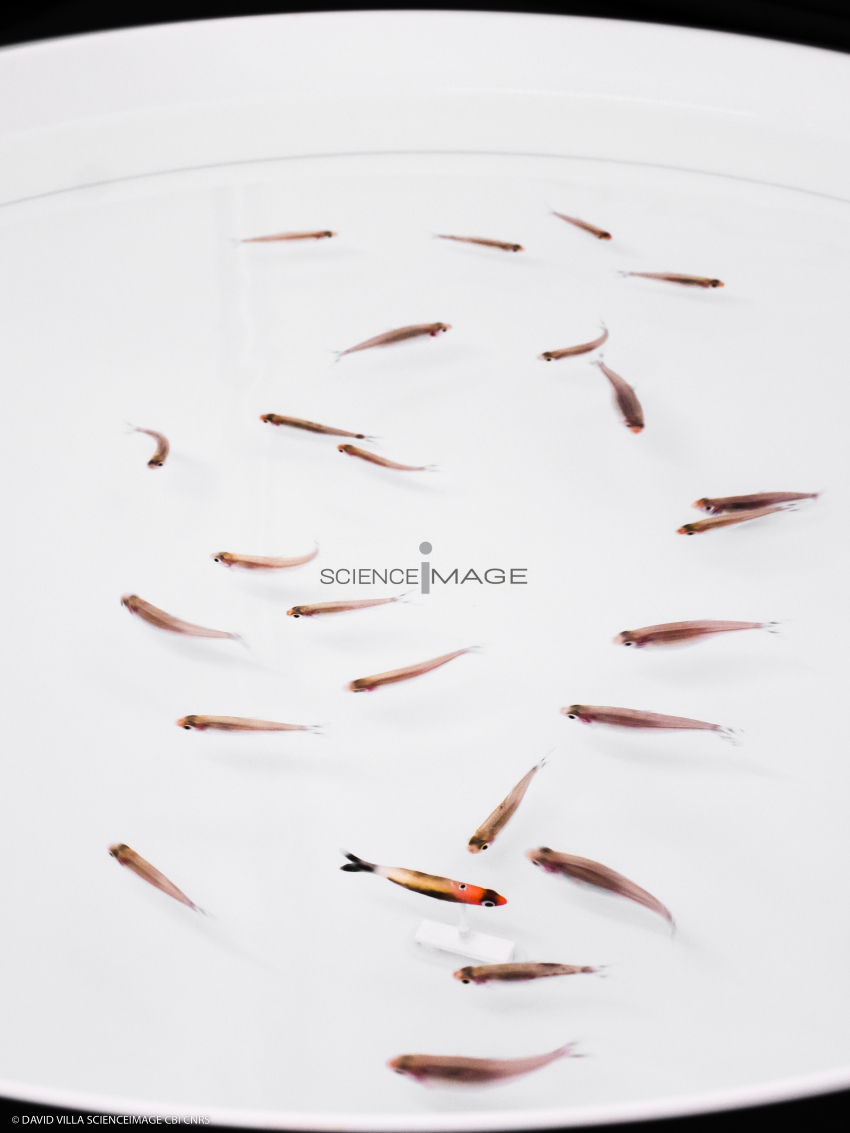 Poissons-Mécanismes comportementaux_Robotique-L4_9971