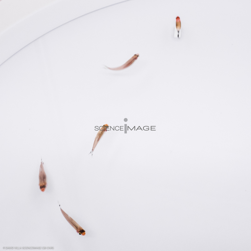 Poissons-Mécanismes comportementaux_Robotique-L4_8896