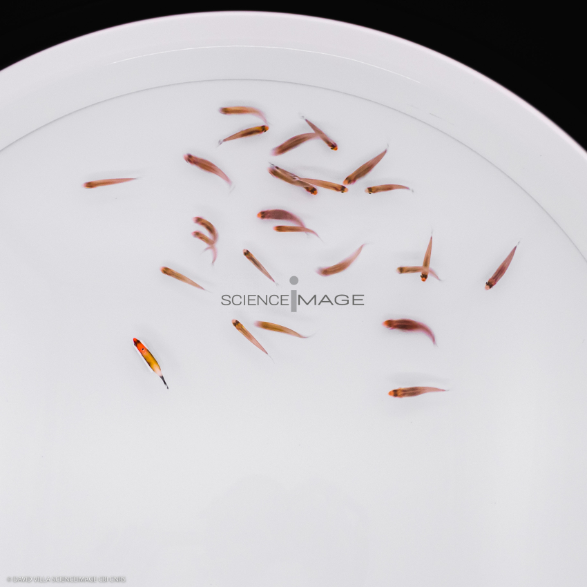 Poissons-Mécanismes comportementaux_Robotique-L4_9619