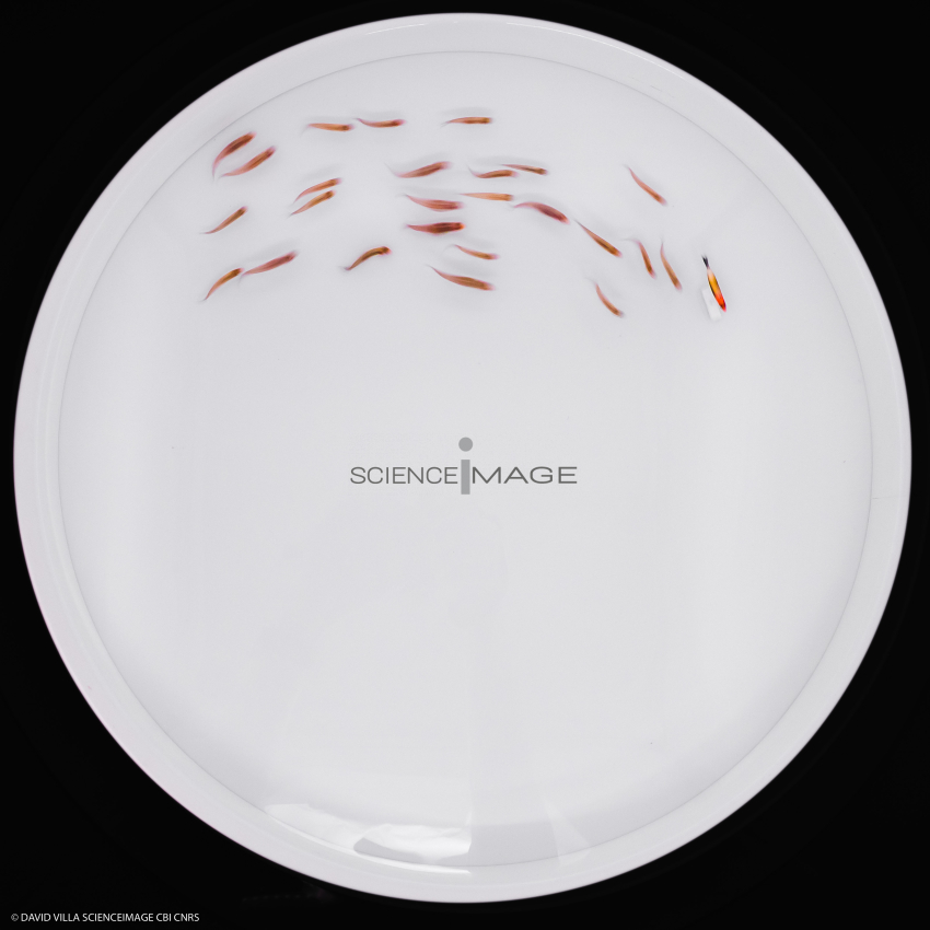 Poissons-Mécanismes comportementaux_Robotique-L4_9689