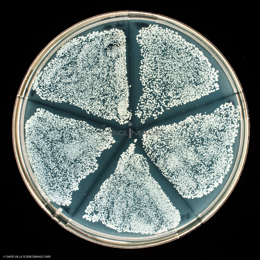 Culture Cellulaire_H4444